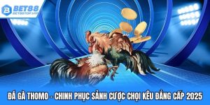 Đá gà thomo