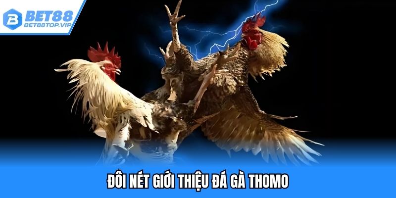Đôi nét giới thiệu đá gà Thomo